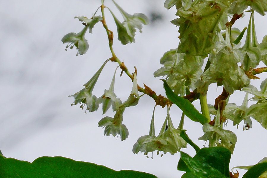 Fallopia baldschuanica / Poligono del Turkestan